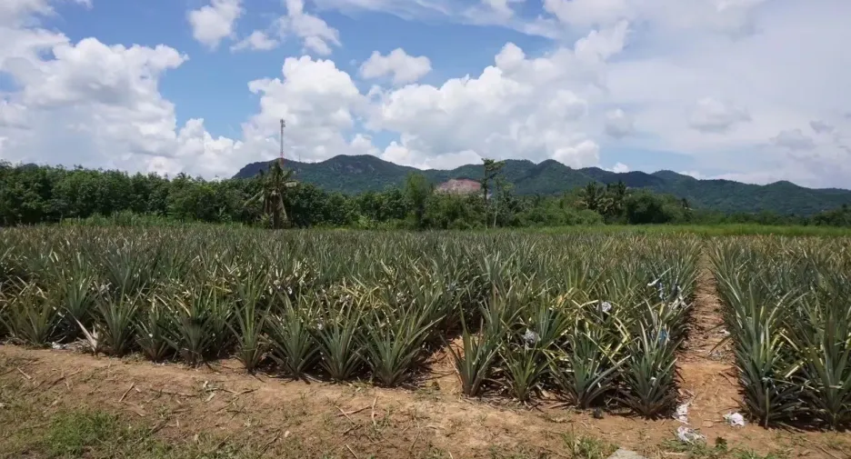 出售 土地 在 华欣, 班武里府