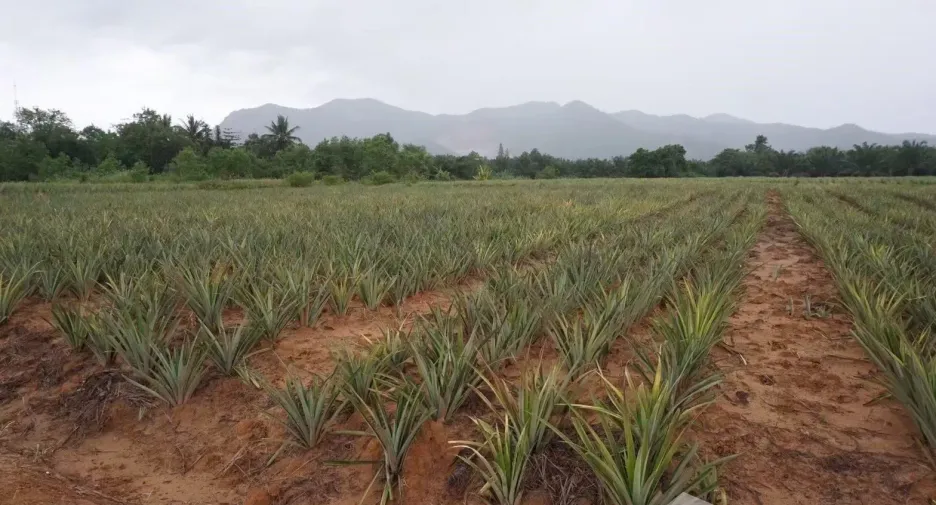 出售 土地 在 华欣, 班武里府