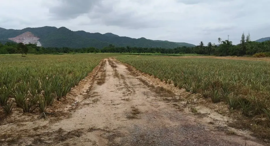 出售 土地 在 华欣, 班武里府