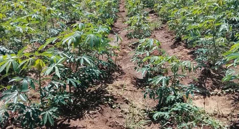 For sale land in Nong Muang, Lopburi
