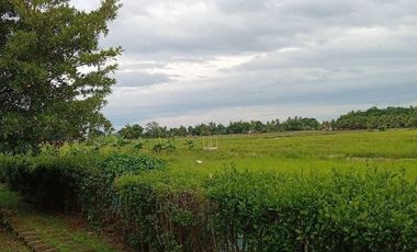 For sale land in San Sai, Chiang Mai