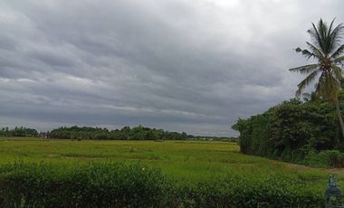 For sale land in San Sai, Chiang Mai