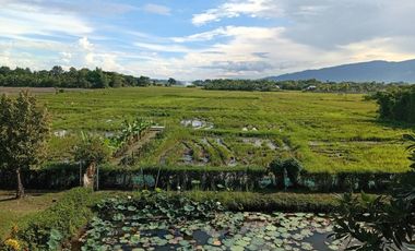 For sale land in San Sai, Chiang Mai