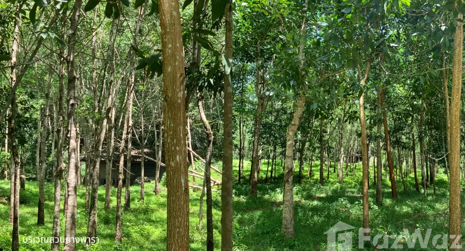 For sale land in Kapoe, Ranong