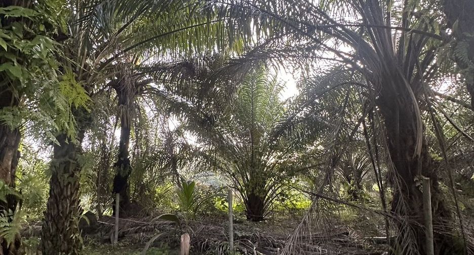 Grundstück zum Kauf in Yan Ta Khao, Trang