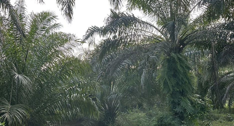 Grundstück zum Kauf in Yan Ta Khao, Trang