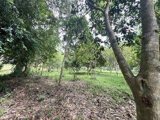 For sale land in Ko Samui, Surat Thani