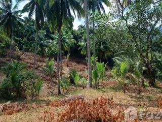 出售 土地 在 Koh Phangan, 素叻