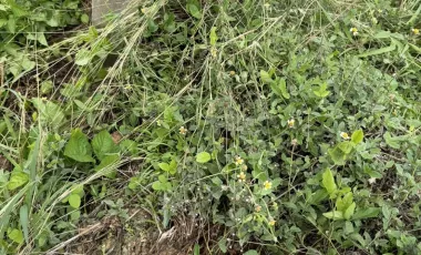 Grundstück zum Kauf in Khlong Khlung, Kamphaeng Phet