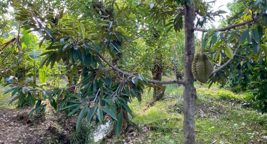 For sale land in Mueang Nonthaburi, Nonthaburi