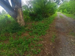 Terreno en venta en Khlong Luang, Pathum Thani