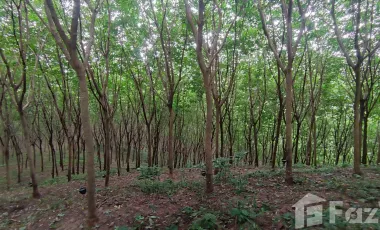 For sale land in Takua Pa, Phang Nga