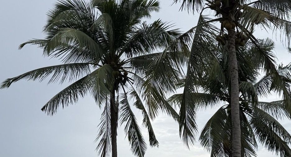 For sale land in Mueang Phuket, Phuket