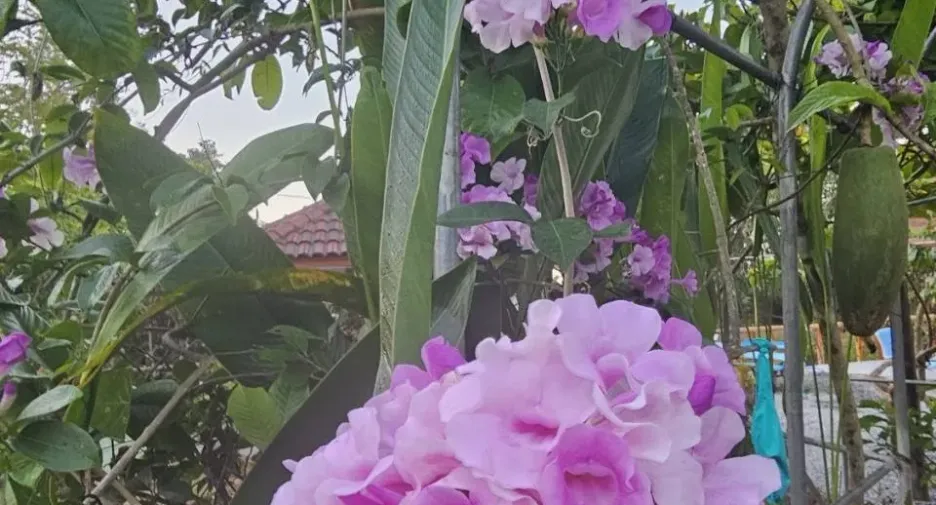 Terreno en venta en Long, Phrae
