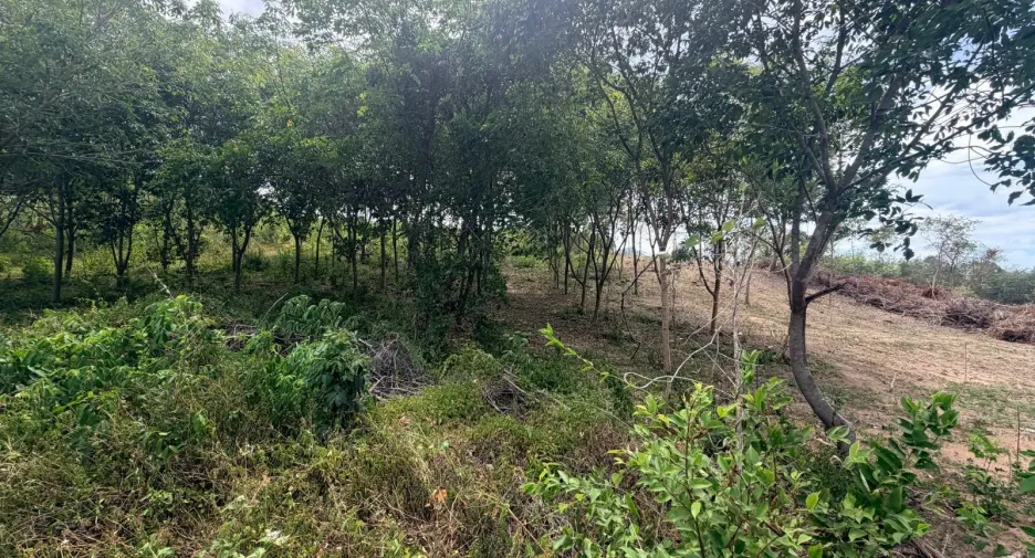 For sale land in Ko Samui, Surat Thani