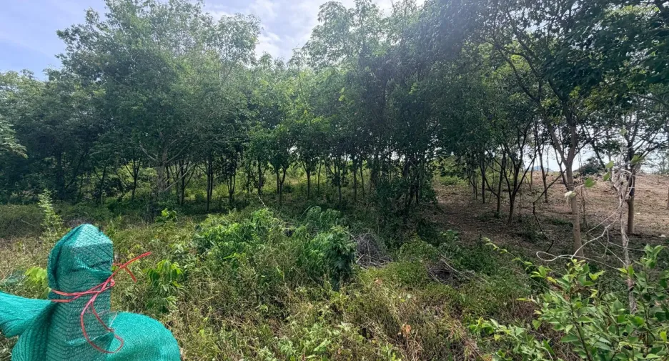 For sale land in Ko Samui, Surat Thani