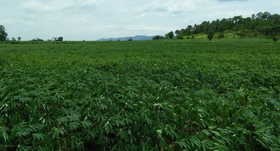 For sale land in Khok Samrong, Lopburi