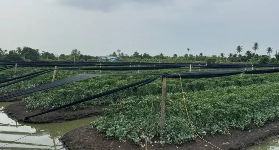 Terreno en venta en Krathum Baen, Samut Sakhon