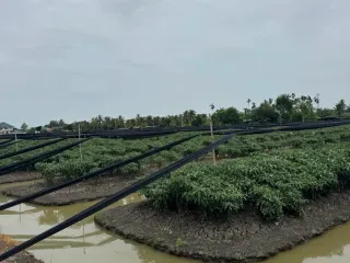 For sale land in Krathum Baen, Samut Sakhon