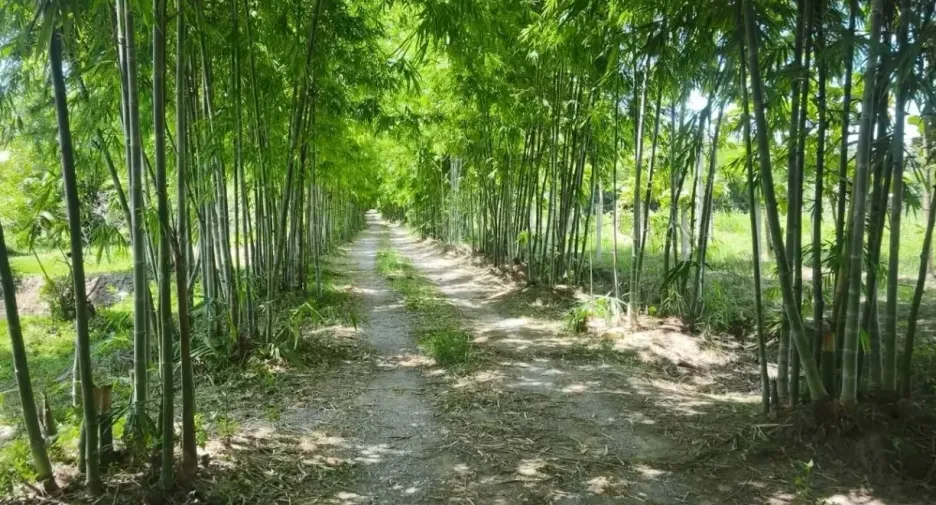 For sale land in Pran Buri, Prachuap Khiri Khan
