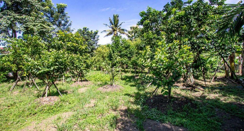For sale land in San Kamphaeng, Chiang Mai