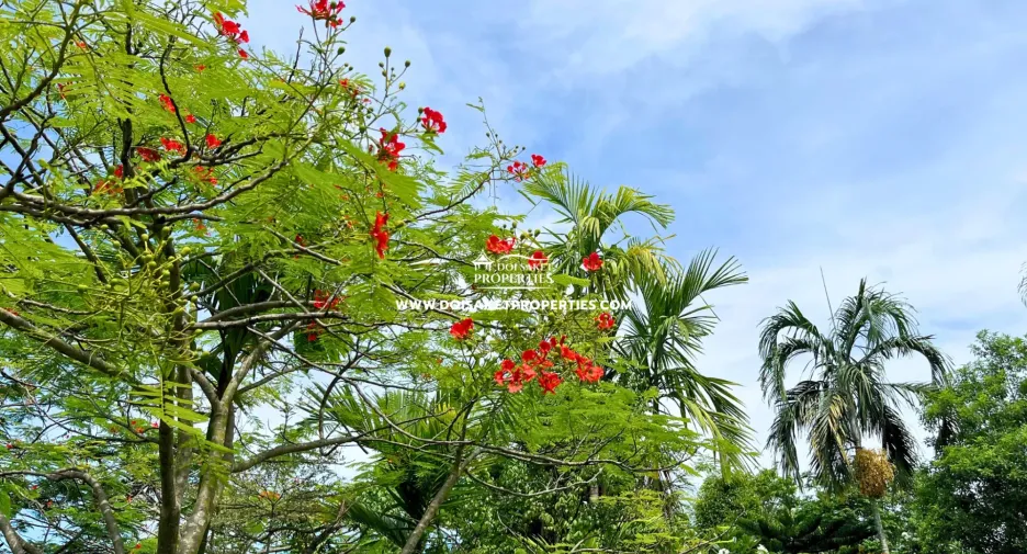 For rent and for sale 3 bedrooms house in Doi Saket, Chiang Mai