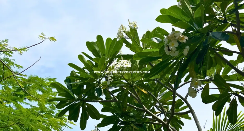 For rent and for sale 3 bedrooms house in Doi Saket, Chiang Mai