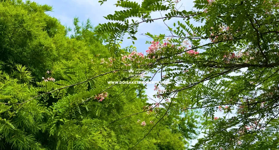 For rent and for sale 3 bedrooms house in Doi Saket, Chiang Mai
