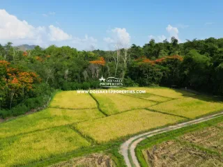 À vendre terrain à Doi Saket, Chiang Mai