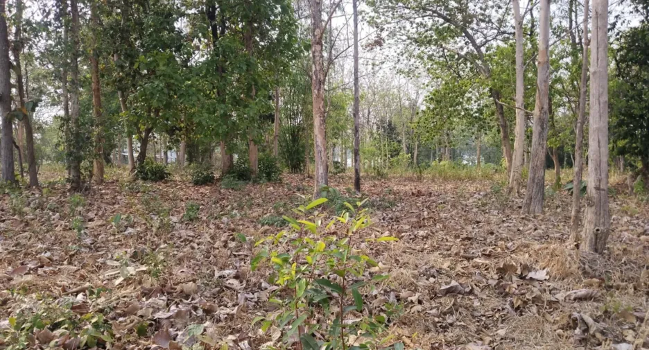 出售 土地 在 Sirindhorn, Ubon Ratchathani