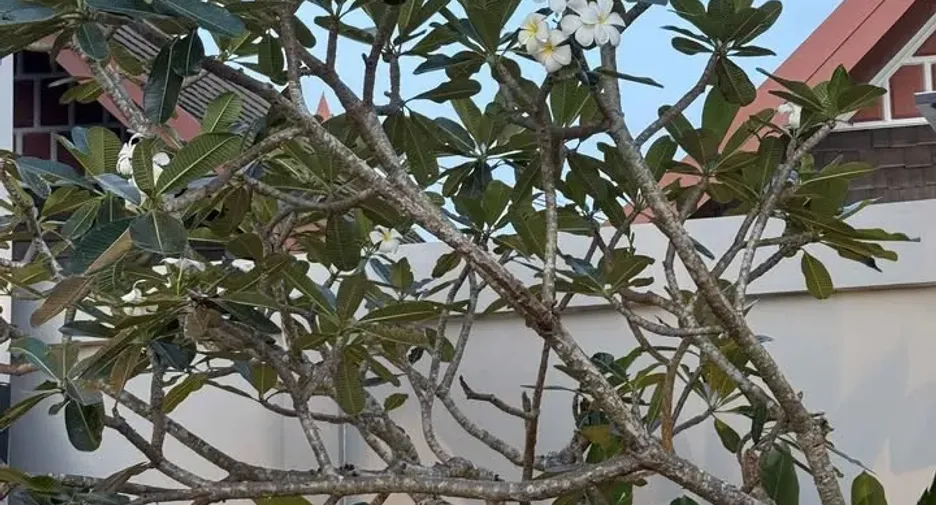 For sale 3 bedrooms villa in Thalang, Phuket
