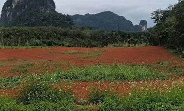 出售 土地 在 Mueang Krabi, Krabi