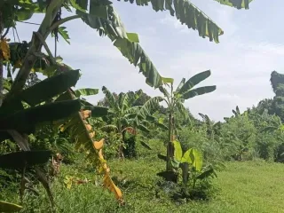 Terreno en venta en Bang Lamung, Chonburi