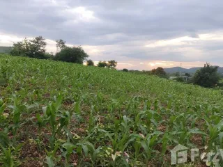 Продажа Участок в Muak Lek, Saraburi