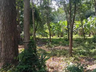 For sale land in Khanom, Nakhon Si Thammarat