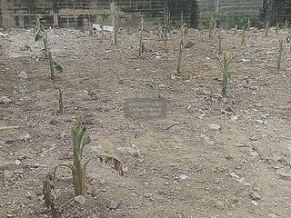 出售 1 卧室 土地 在 Chom Thong, 曼谷