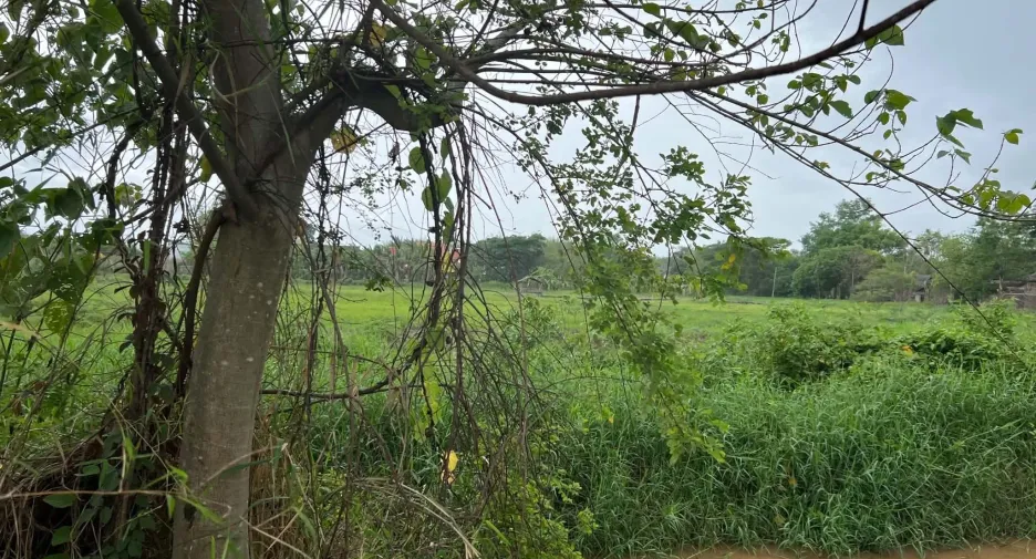 出售 土地 在 San Pa Tong, Chiang Mai