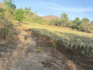出售 土地 在 华欣, 班武里府