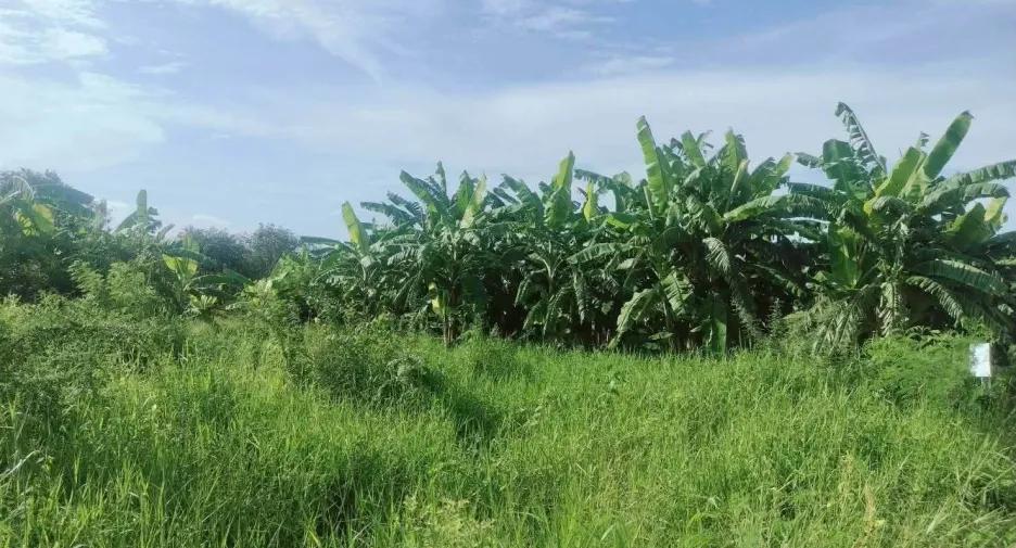Продажа Участок в Mueang Nakhon Pathom, Накхонпатхом