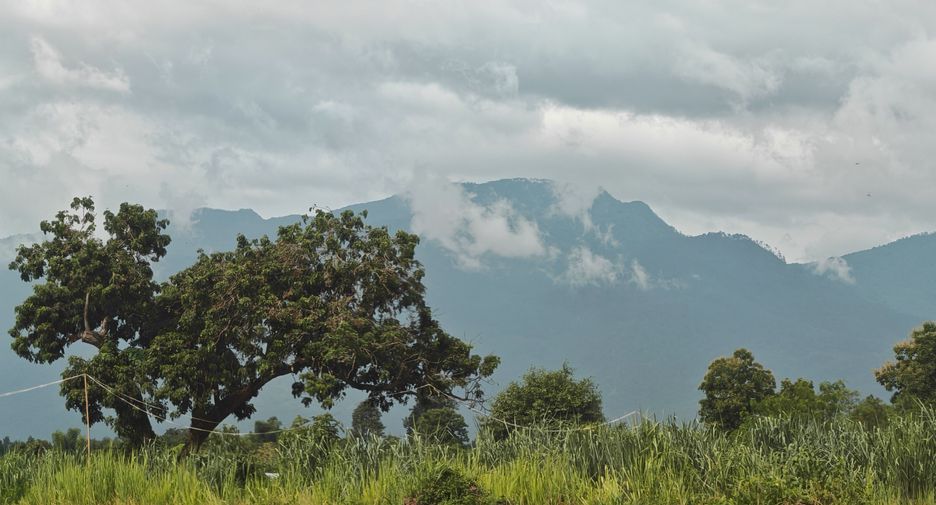 Grundstück zum Kauf in San Sai, Chiang Mai