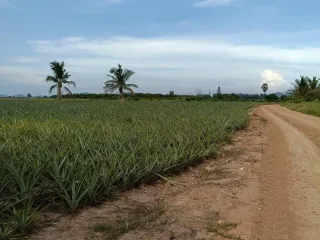 出售 土地 在 华欣, 班武里府