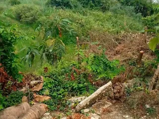 出售 土地 在 Bang Rakam, Phitsanulok