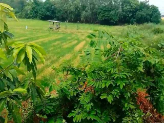 出售 土地 在 Bang Rakam, Phitsanulok