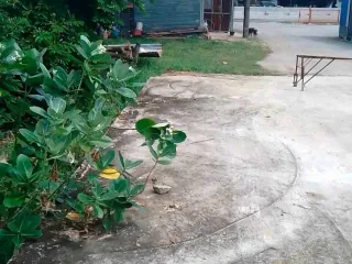 出售 土地 在 Bang Rakam, Phitsanulok