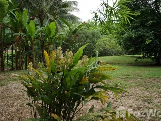 ขาย ที่ดิน ใน หางดง, เชียงใหม่