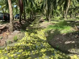 Продажа Участок в Mueang Ratchaburi, Ратбури