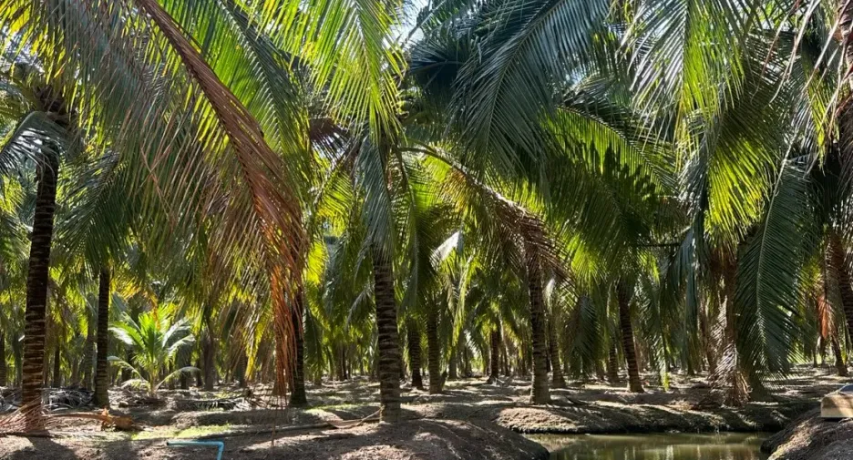 Продажа Участок в Mueang Ratchaburi, Ратбури