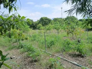 For sale land in Ban Hong, Lamphun