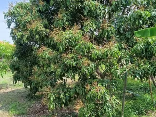 For sale land in Ban Hong, Lamphun