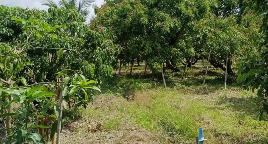 For sale land in Ban Hong, Lamphun